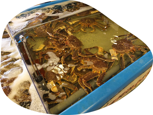 king crab image